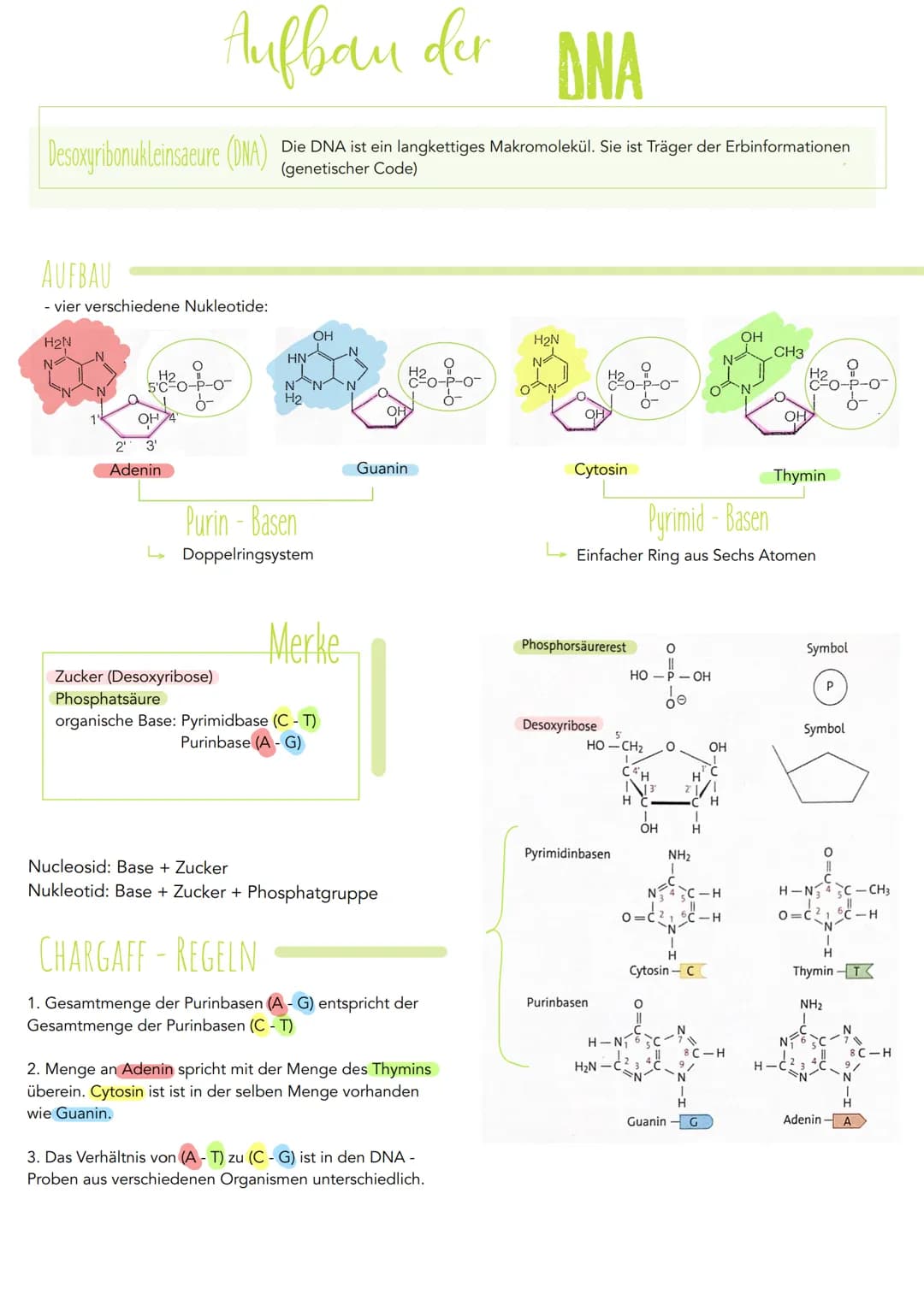 Desoxyribonukleinsaeure (DNA)
AUFBAU
- vier verschiedene Nukleotide:
H2N
Aufbau der DNA
H₂
5'0²0-P-0-
ó-
OH
2₁
Adenin
Die DNA ist ein langke
