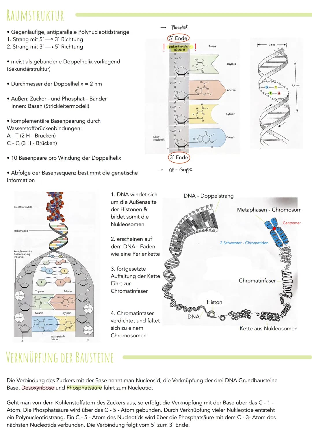 Desoxyribonukleinsaeure (DNA)
AUFBAU
- vier verschiedene Nukleotide:
H2N
Aufbau der DNA
H₂
5'0²0-P-0-
ó-
OH
2₁
Adenin
Die DNA ist ein langke