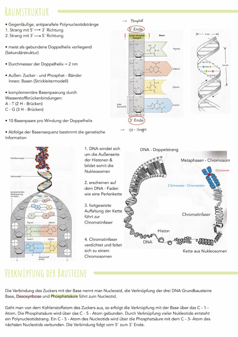Desoxyribonukleinsaeure (DNA)
AUFBAU
- vier verschiedene Nukleotide:
H2N
Aufbau der DNA
H₂
5'0²0-P-0-
ó-
OH
2₁
Adenin
Die DNA ist ein langke