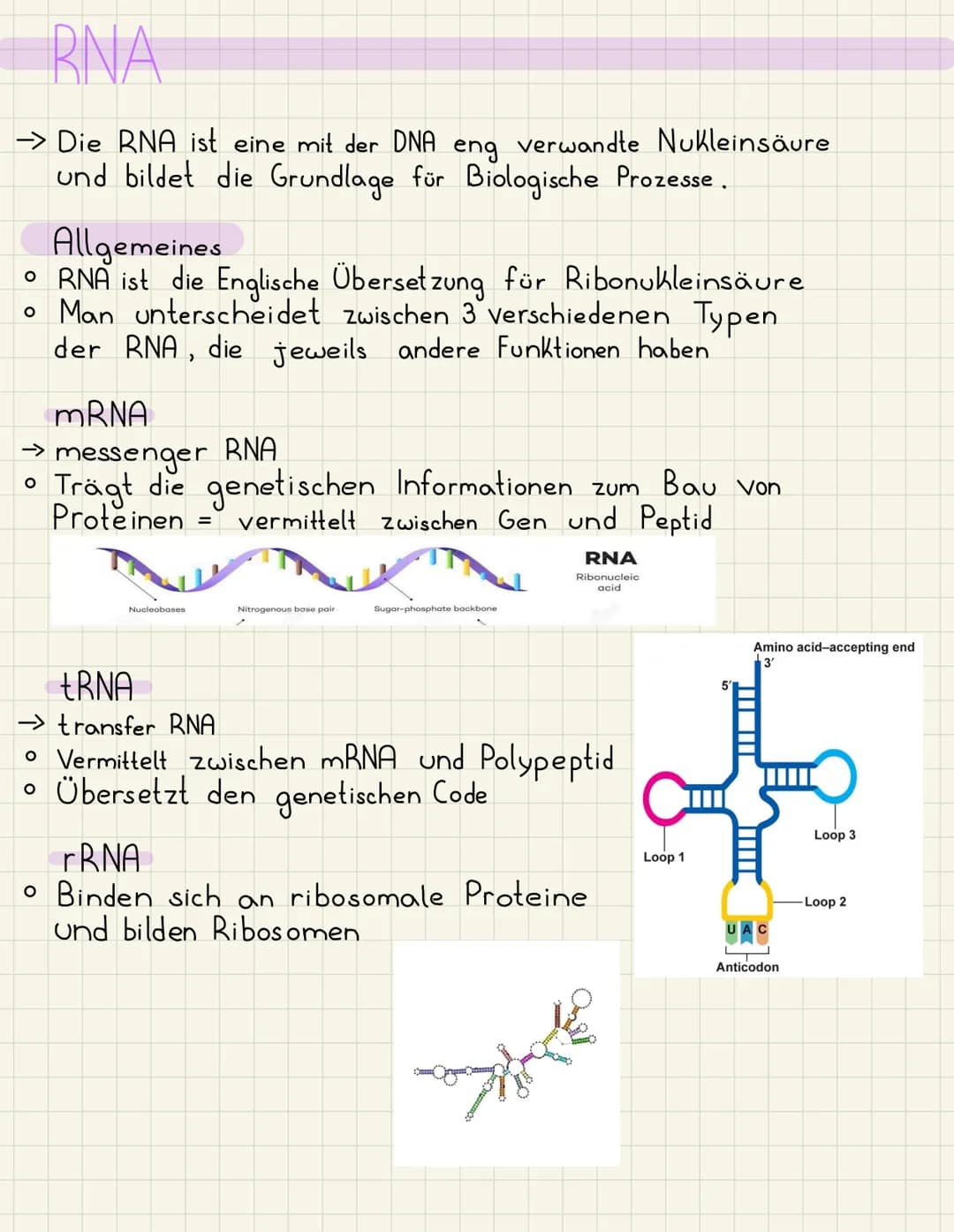 DNA
→Die DNA ist eine Nucleinsäure und der Träger der
Erbinformationen.
Funktionen
1. Vererbung
2. Informationsspeicher für Proteine, die Ze