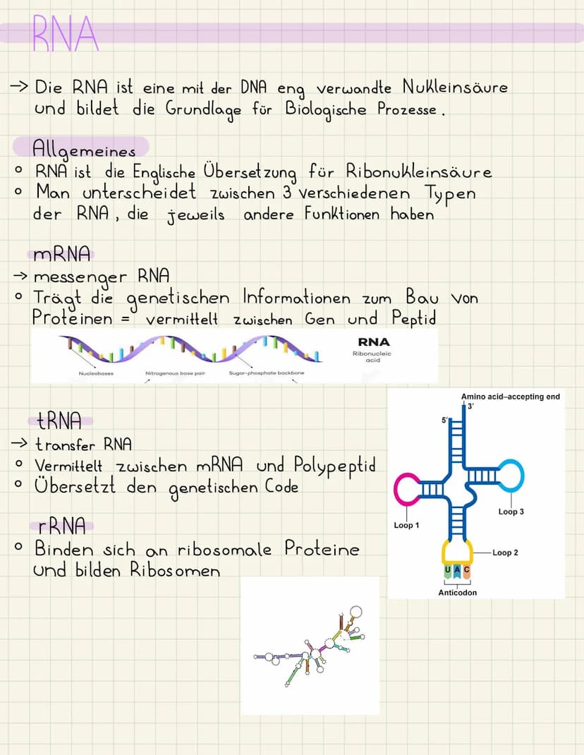 DNA
→Die DNA ist eine Nucleinsäure und der Träger der
Erbinformationen.
Funktionen
1. Vererbung
2. Informationsspeicher für Proteine, die Ze