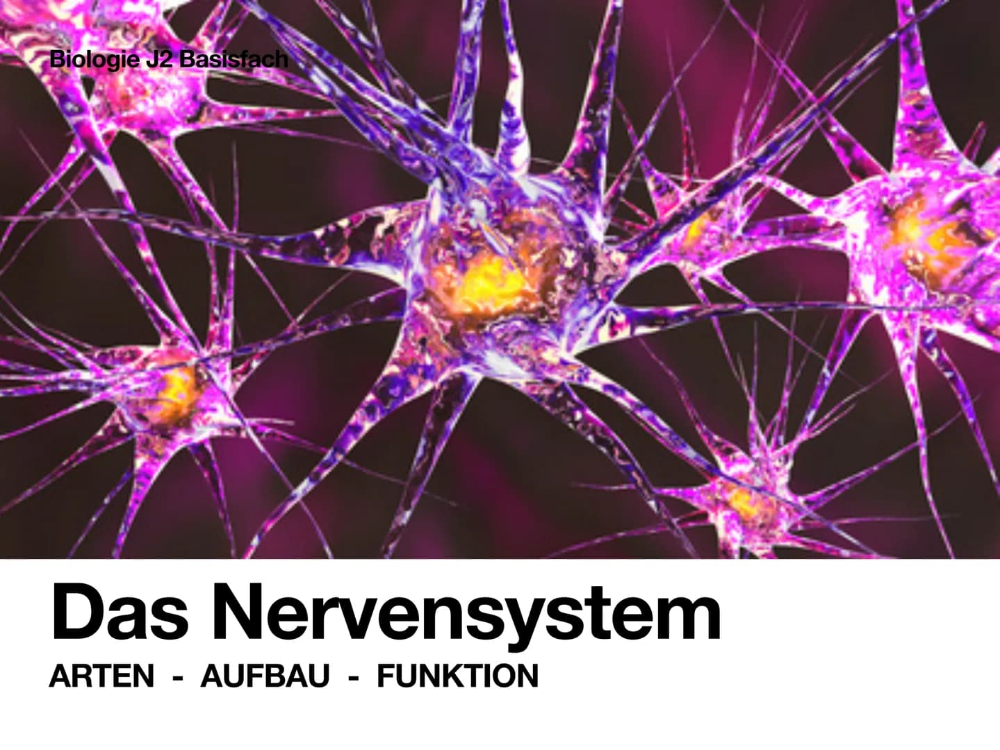 Biologie J2 Basisfach
Das Nervensystem
ARTEN AUFBAU- FUNKTION 01 Was ist das Nervensystem?
DEFINITION
Das Nervensystem ist der Teil des mens