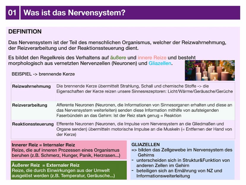 Biologie J2 Basisfach
Das Nervensystem
ARTEN AUFBAU- FUNKTION 01 Was ist das Nervensystem?
DEFINITION
Das Nervensystem ist der Teil des mens