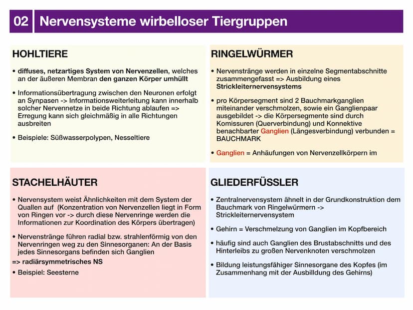 Biologie J2 Basisfach
Das Nervensystem
ARTEN AUFBAU- FUNKTION 01 Was ist das Nervensystem?
DEFINITION
Das Nervensystem ist der Teil des mens