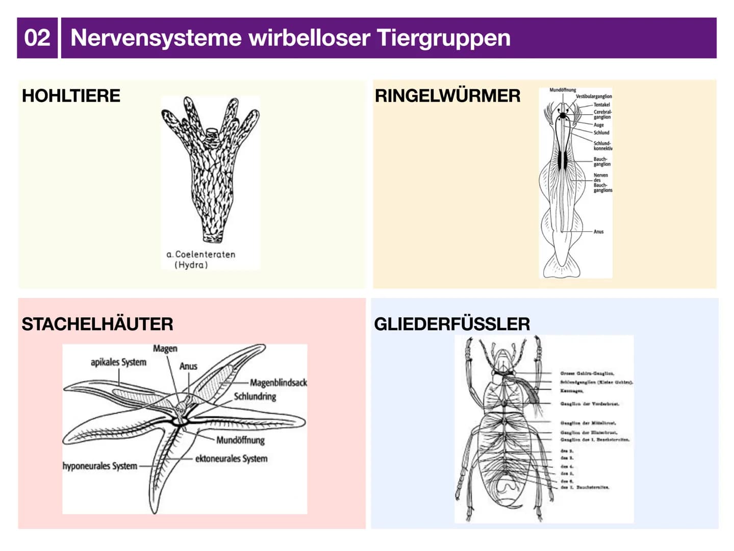 Biologie J2 Basisfach
Das Nervensystem
ARTEN AUFBAU- FUNKTION 01 Was ist das Nervensystem?
DEFINITION
Das Nervensystem ist der Teil des mens