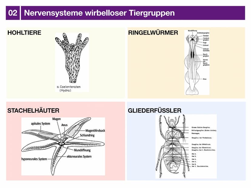Biologie J2 Basisfach
Das Nervensystem
ARTEN AUFBAU- FUNKTION 01 Was ist das Nervensystem?
DEFINITION
Das Nervensystem ist der Teil des mens