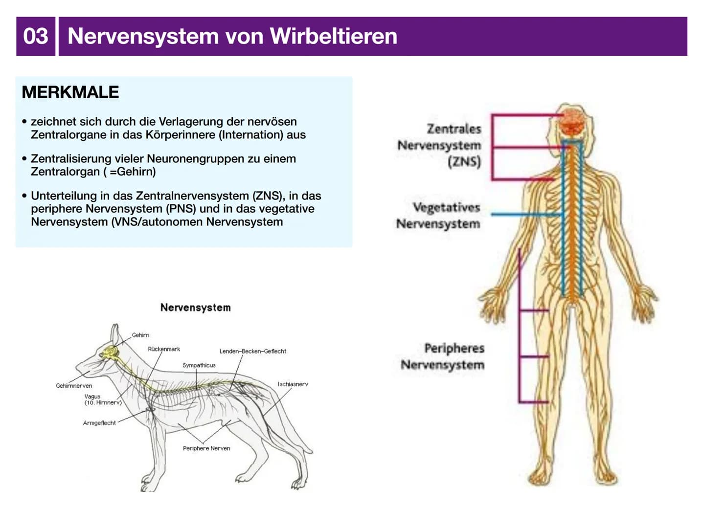 Biologie J2 Basisfach
Das Nervensystem
ARTEN AUFBAU- FUNKTION 01 Was ist das Nervensystem?
DEFINITION
Das Nervensystem ist der Teil des mens