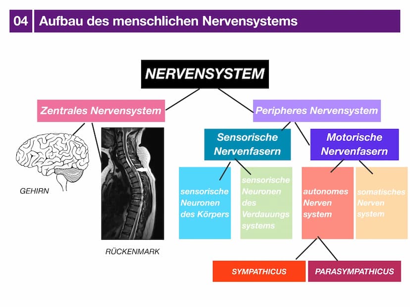 Biologie J2 Basisfach
Das Nervensystem
ARTEN AUFBAU- FUNKTION 01 Was ist das Nervensystem?
DEFINITION
Das Nervensystem ist der Teil des mens