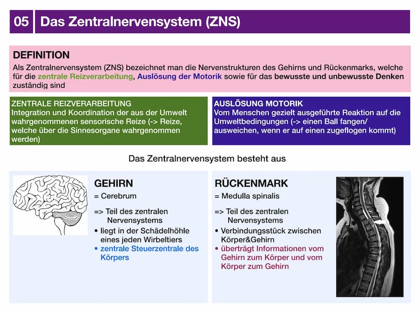 Biologie J2 Basisfach
Das Nervensystem
ARTEN AUFBAU- FUNKTION 01 Was ist das Nervensystem?
DEFINITION
Das Nervensystem ist der Teil des mens
