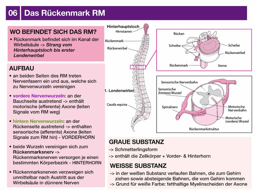 Biologie J2 Basisfach
Das Nervensystem
ARTEN AUFBAU- FUNKTION 01 Was ist das Nervensystem?
DEFINITION
Das Nervensystem ist der Teil des mens