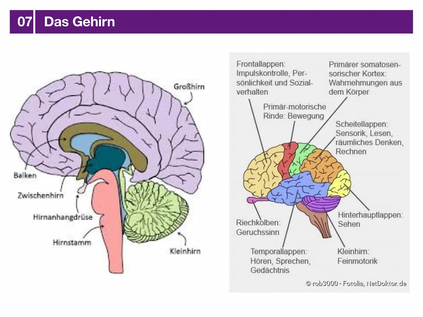 Biologie J2 Basisfach
Das Nervensystem
ARTEN AUFBAU- FUNKTION 01 Was ist das Nervensystem?
DEFINITION
Das Nervensystem ist der Teil des mens