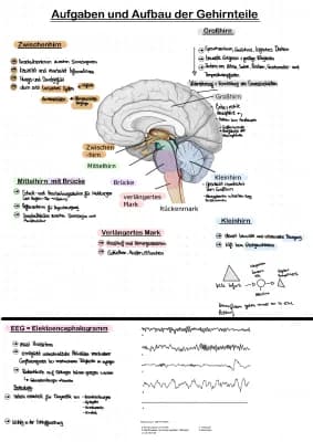 Know Neurobiologie Abitur thumbnail