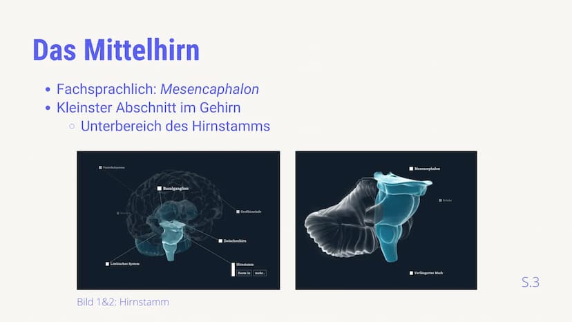 BIOLOGIE LEISTUNGSKURS
AUFBAU &
FUNKTIONSBEREICHE
DES GEHIRNS
von Luis von Randow & Timor Sediqi
14.12.2021
38 Gliederung
Timor: Allgemeine 