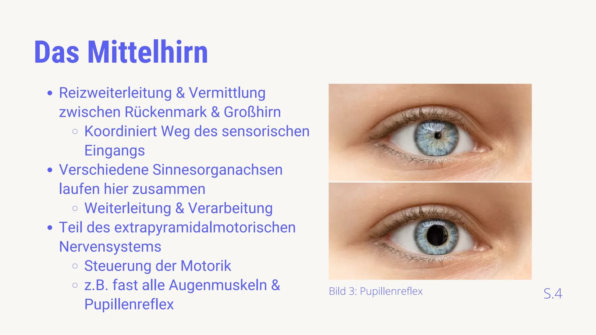 BIOLOGIE LEISTUNGSKURS
AUFBAU &
FUNKTIONSBEREICHE
DES GEHIRNS
von Luis von Randow & Timor Sediqi
14.12.2021
38 Gliederung
Timor: Allgemeine 