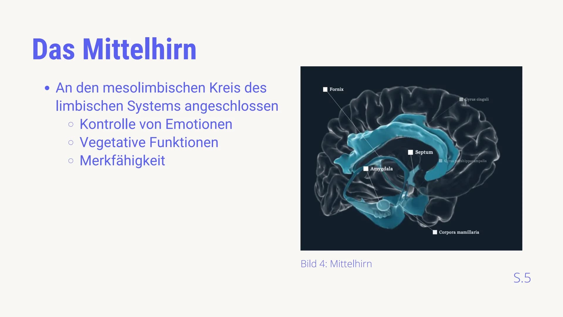 BIOLOGIE LEISTUNGSKURS
AUFBAU &
FUNKTIONSBEREICHE
DES GEHIRNS
von Luis von Randow & Timor Sediqi
14.12.2021
38 Gliederung
Timor: Allgemeine 