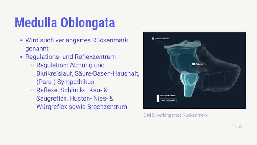 BIOLOGIE LEISTUNGSKURS
AUFBAU &
FUNKTIONSBEREICHE
DES GEHIRNS
von Luis von Randow & Timor Sediqi
14.12.2021
38 Gliederung
Timor: Allgemeine 