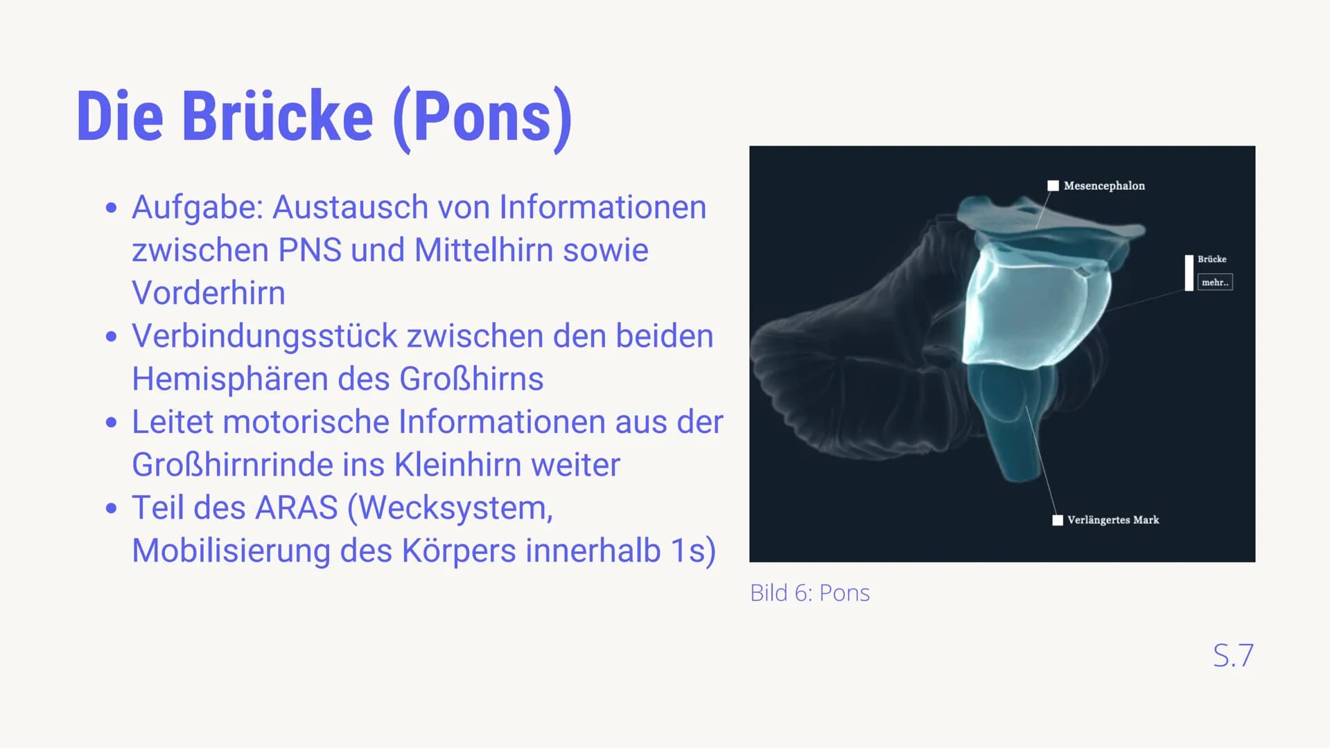 BIOLOGIE LEISTUNGSKURS
AUFBAU &
FUNKTIONSBEREICHE
DES GEHIRNS
von Luis von Randow & Timor Sediqi
14.12.2021
38 Gliederung
Timor: Allgemeine 