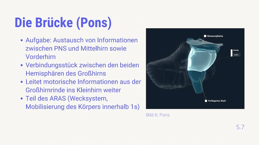 BIOLOGIE LEISTUNGSKURS
AUFBAU &
FUNKTIONSBEREICHE
DES GEHIRNS
von Luis von Randow & Timor Sediqi
14.12.2021
38 Gliederung
Timor: Allgemeine 