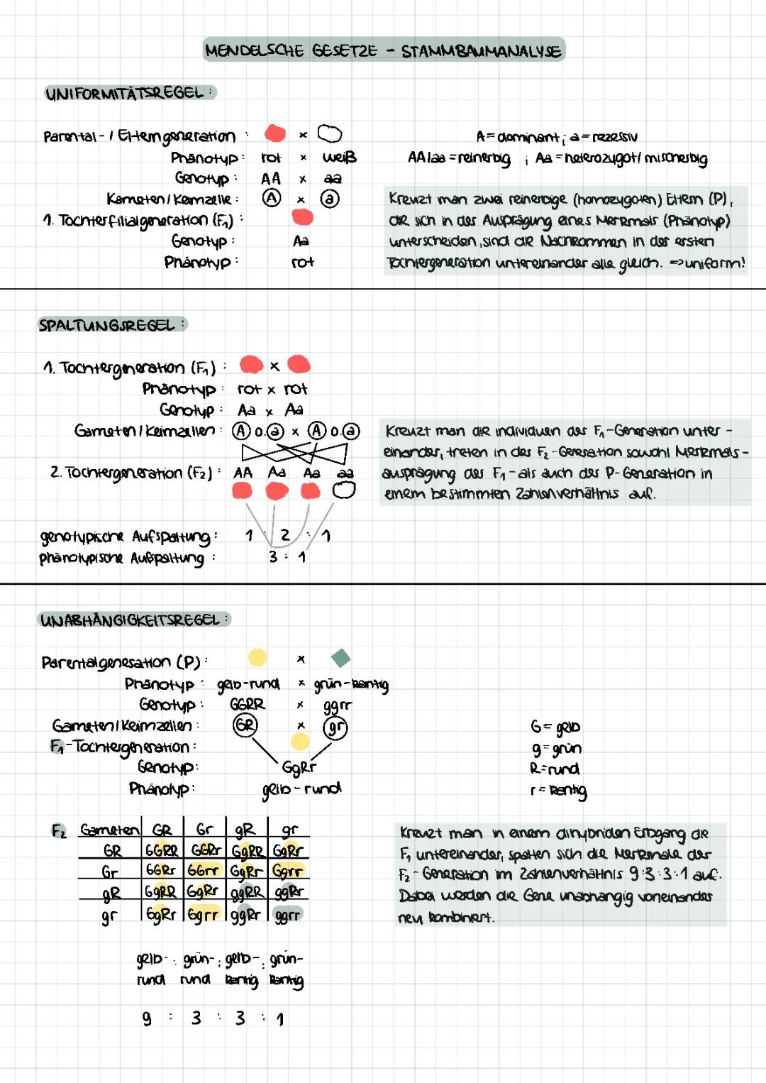 Mendelsche Gesetze + Stammbaumanalyse