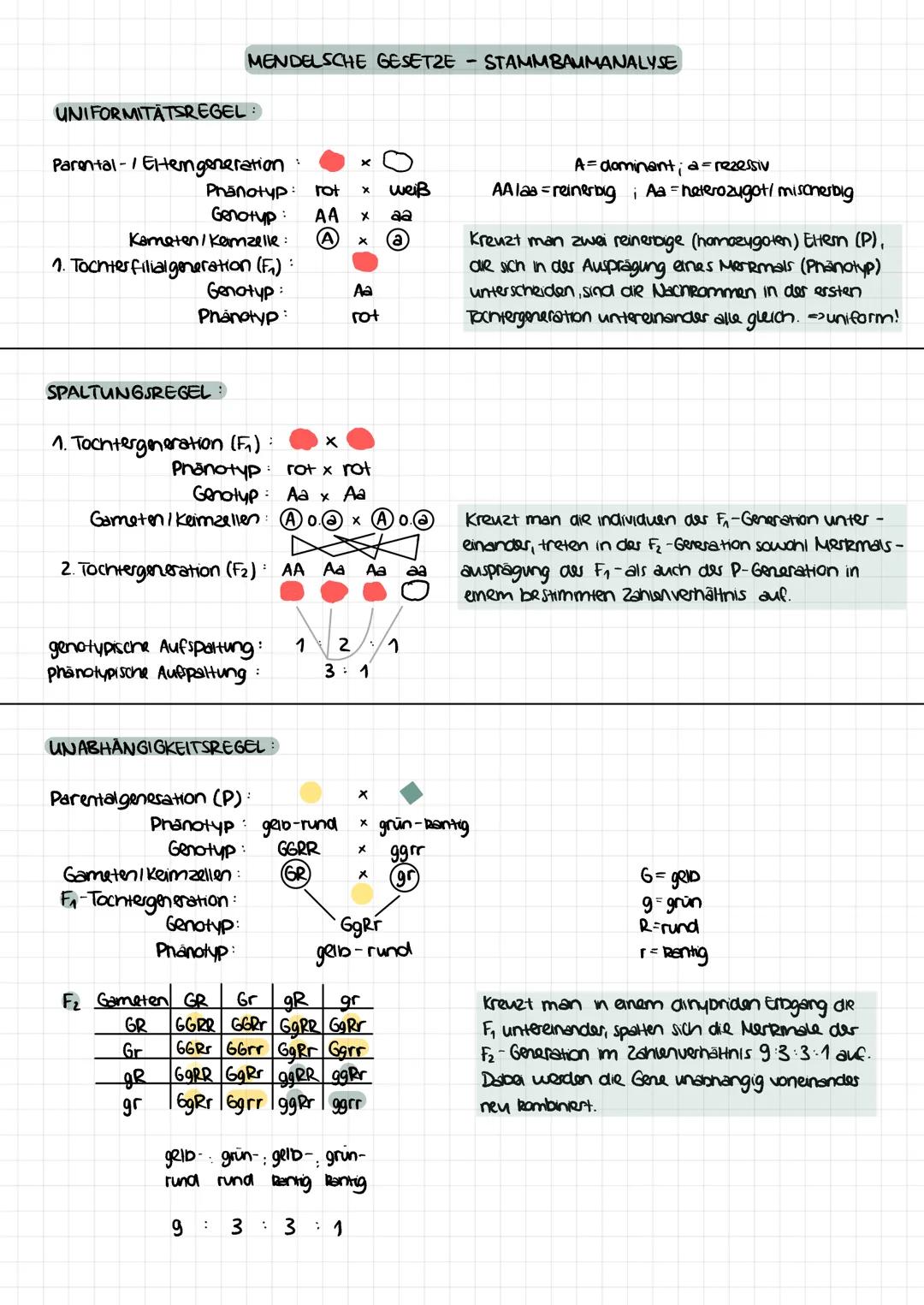 UNIFORMITATSREGEL:
Parental- / Eltem generation
MENDELSCHE GESETZE
Phänotyp: rot
Genotyp: AA
Kameten/ Kamzelle:
1. Tochter filial generation
