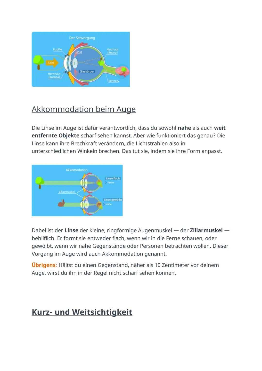 Das Auge einfach erklärt
Das Sehen ist im Alltag sehr hilfreich und spielt besonders bei der Orientierung
eine große Rolle. Um sehen zu könn