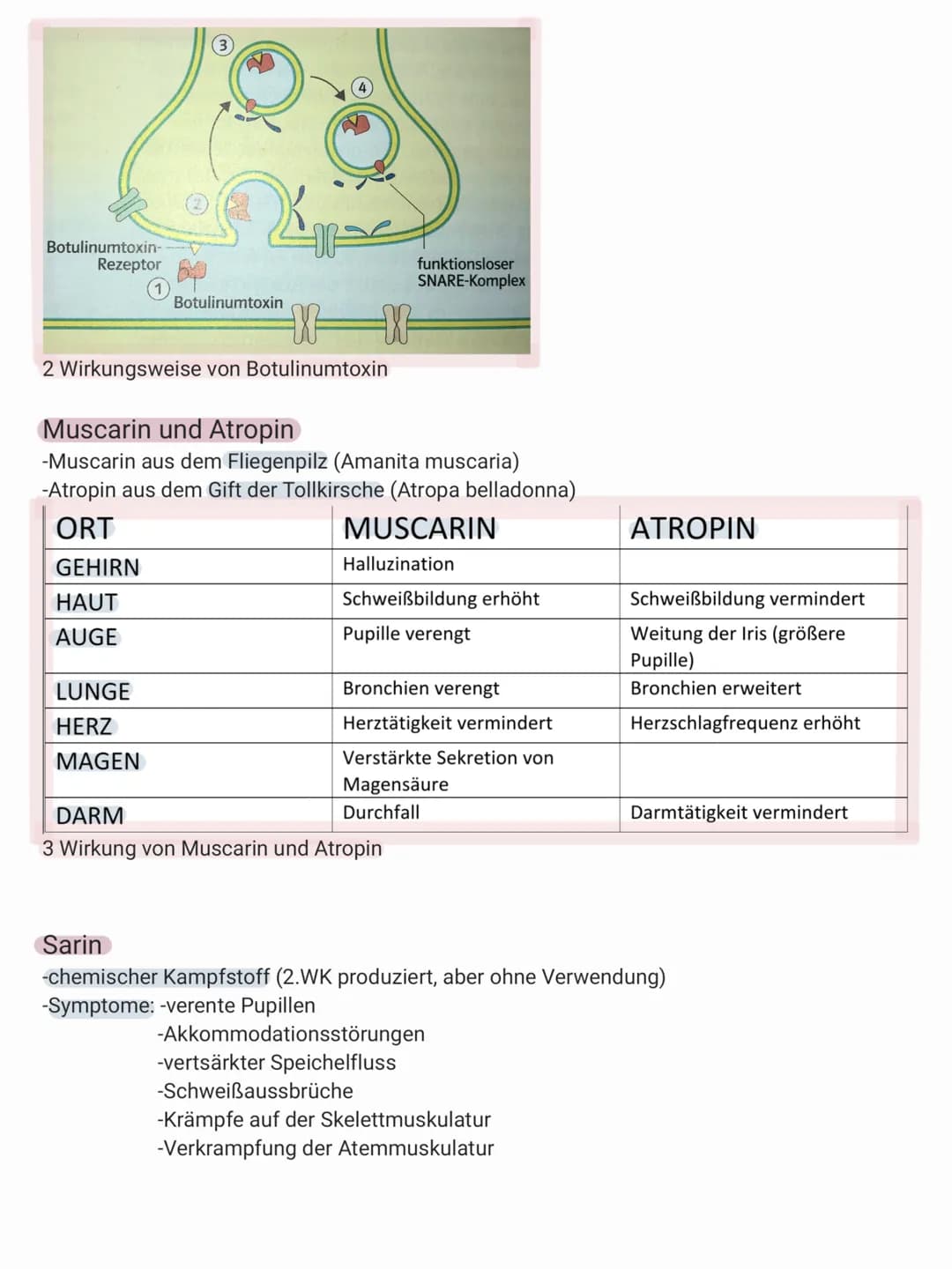 SYNAPSENGIFTE
-auch NEUROTOXINE
-stört wichtige Körperfunktionen
-greifen in den Ablauf der natürlichen Erregungsübertragung ein
-können an 