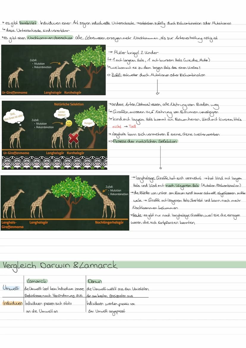 Evolution
LAMARCK-Vererbung erworbener Eigenschaften
von einem kontinuidlichen Artenwardel aus & von der
4
+ geht.
Kerngedanken
ojede Art st