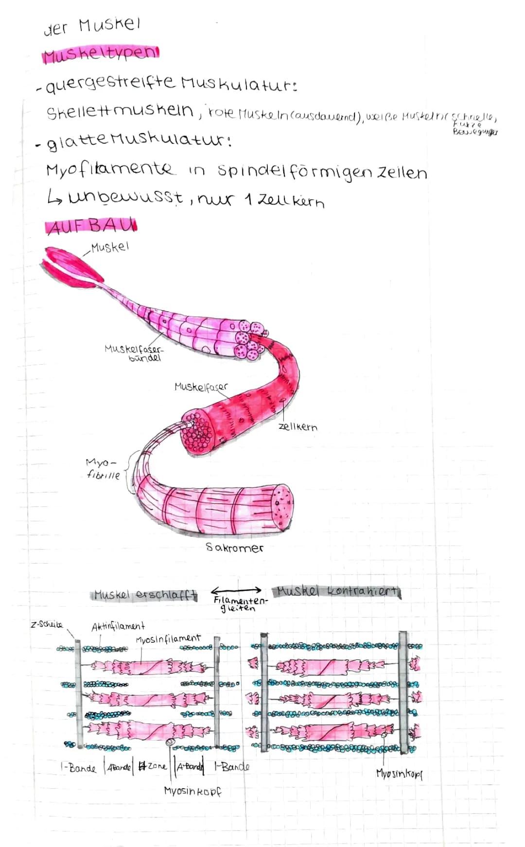 Muskel aufbau