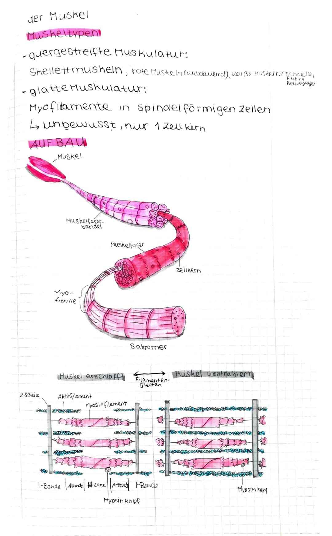 der Muskel
Muskeltypen!
-quergestreifte Muskulatur:
Skellett muskeln, rote Muske In Causdauernd), weiße Mustelnie schnelle,
- glatte Muskula