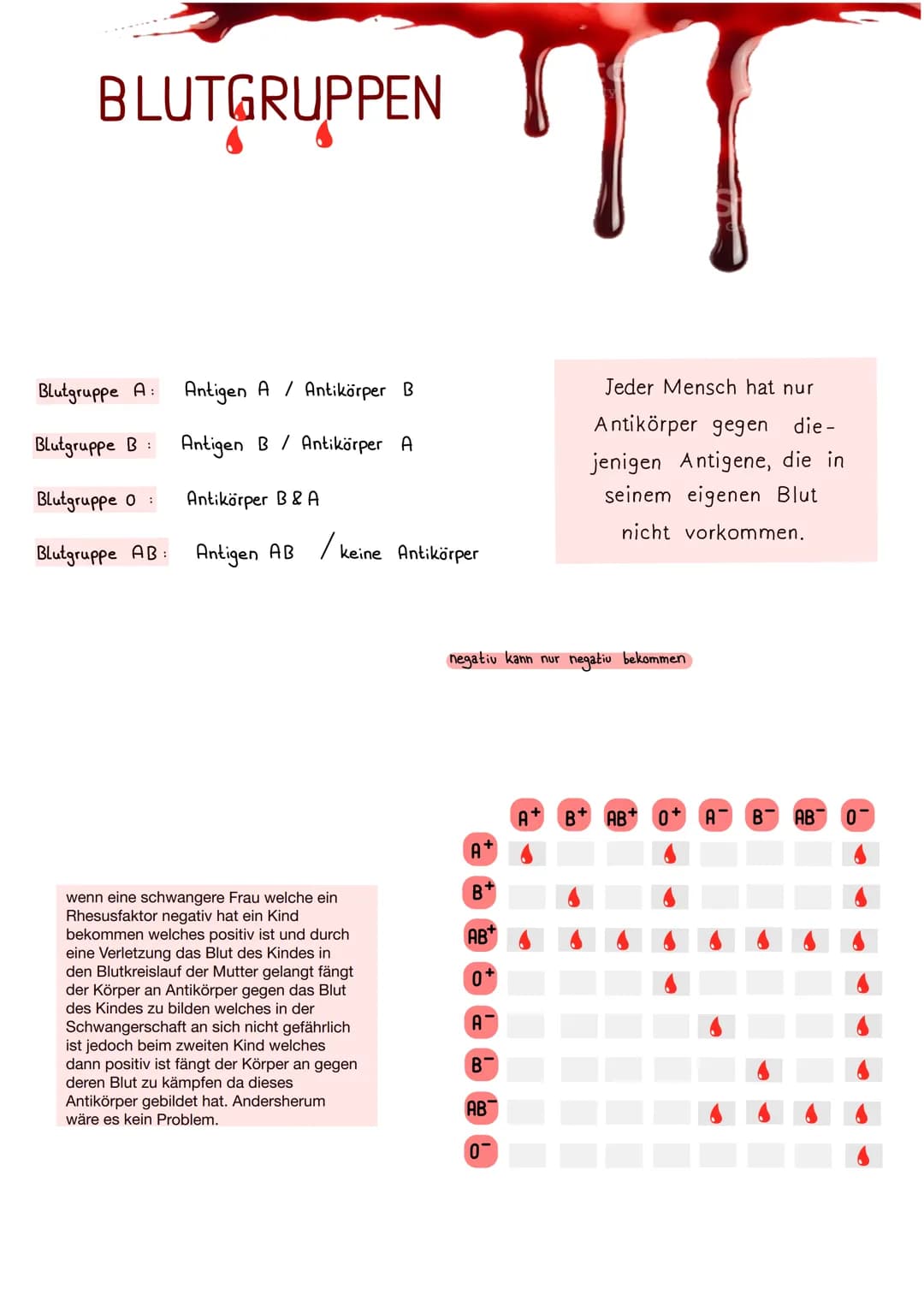 BLUTGRUPPEN
Blutgruppe A: Antigen A / Antikörper B
Blutgruppe B: Antigen B/ Antikörper A
Blutgruppe 0: Antikörper B & A
Blutgruppe AB: Antig