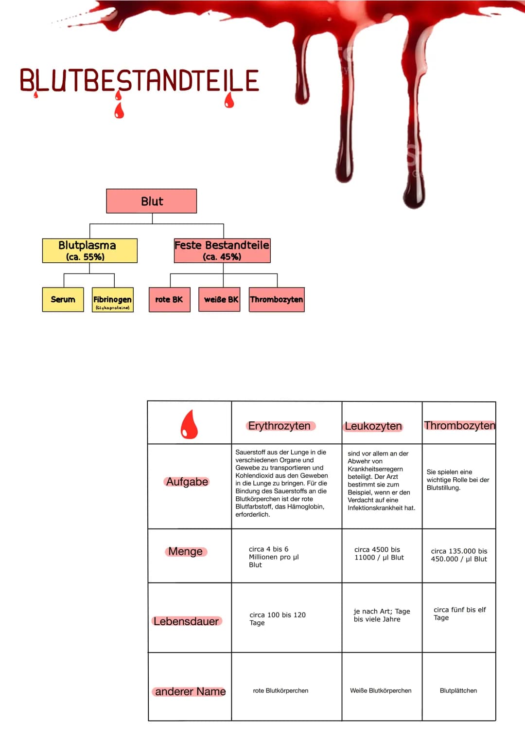 BLUTGRUPPEN
Blutgruppe A: Antigen A / Antikörper B
Blutgruppe B: Antigen B/ Antikörper A
Blutgruppe 0: Antikörper B & A
Blutgruppe AB: Antig