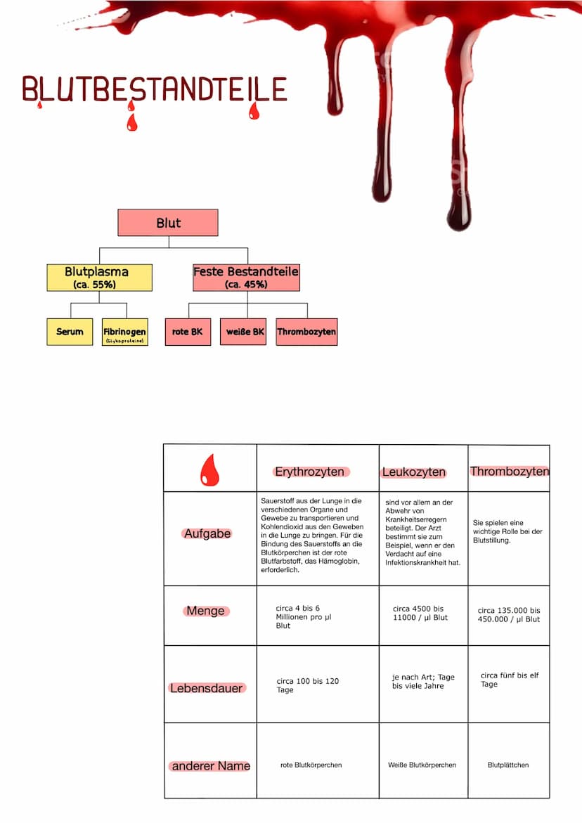 BLUTGRUPPEN
Blutgruppe A: Antigen A / Antikörper B
Blutgruppe B: Antigen B/ Antikörper A
Blutgruppe 0: Antikörper B & A
Blutgruppe AB: Antig