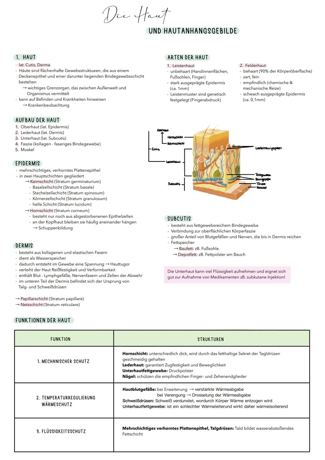 1. HAUT
- lat. Cutis, Derma
Häute sind flächenhafte Gewebsstruktueen, die aus einem
Deckenepithel und einer darunter liegenden Bindegewebssc