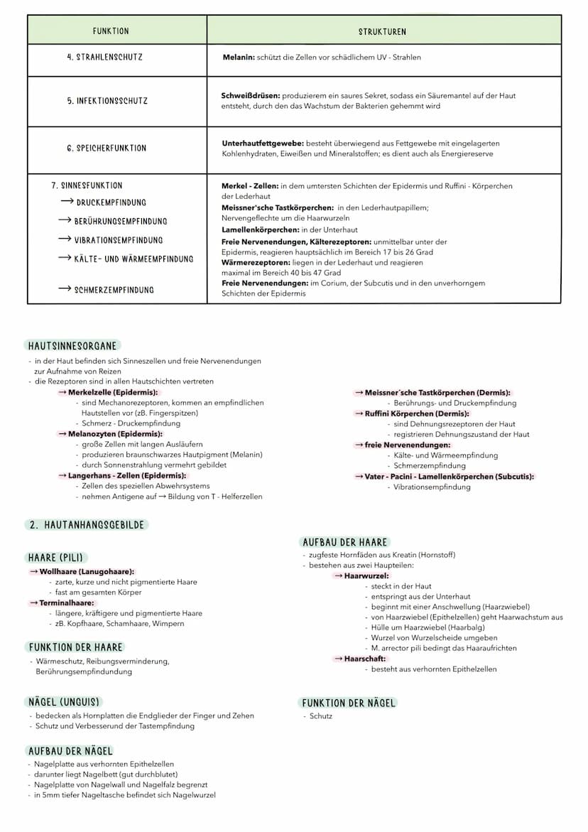 1. HAUT
- lat. Cutis, Derma
Häute sind flächenhafte Gewebsstruktueen, die aus einem
Deckenepithel und einer darunter liegenden Bindegewebssc