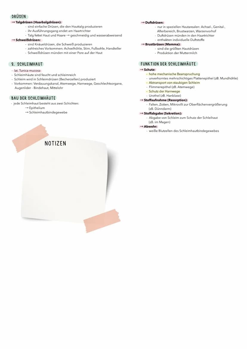 1. HAUT
- lat. Cutis, Derma
Häute sind flächenhafte Gewebsstruktueen, die aus einem
Deckenepithel und einer darunter liegenden Bindegewebssc