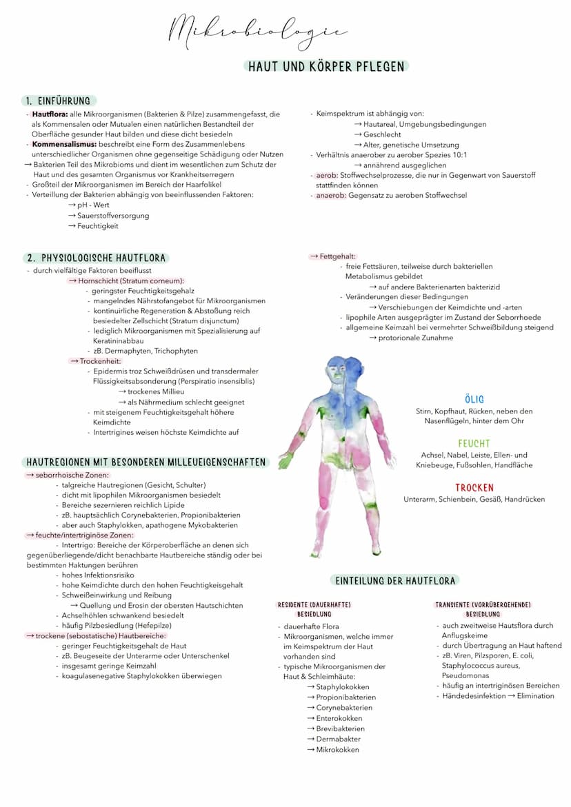 1. HAUT
- lat. Cutis, Derma
Häute sind flächenhafte Gewebsstruktueen, die aus einem
Deckenepithel und einer darunter liegenden Bindegewebssc