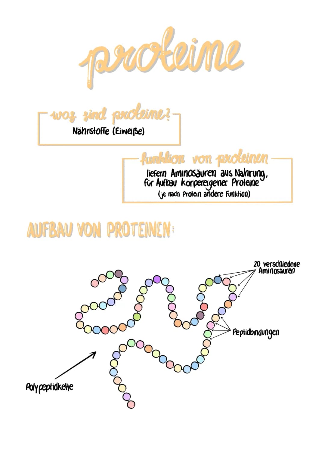 proteine
was sind proteine?
Nährstoffe (Eiweiße)
Polypeptidkette
funktion von proleinen
liefern Aminosäuren aus Nahrung,
für Aufbau körperei