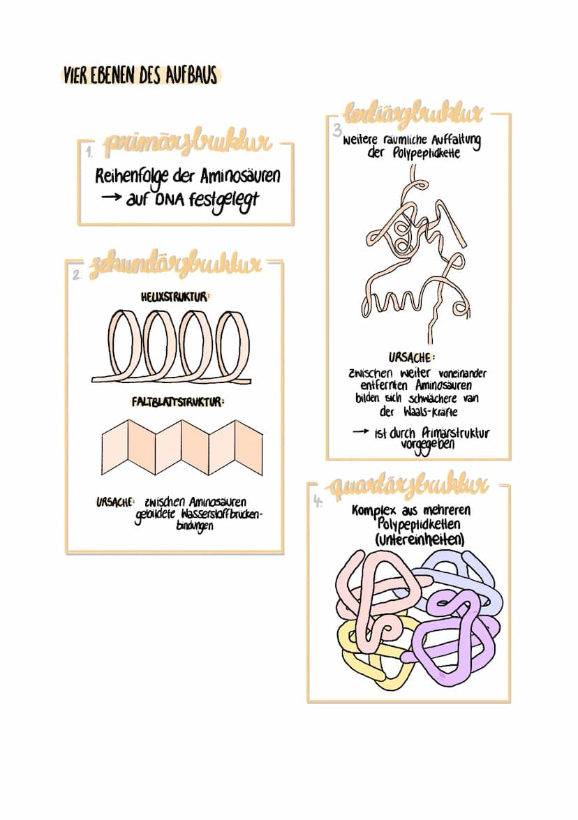proteine
was sind proteine?
Nährstoffe (Eiweiße)
Polypeptidkette
funktion von proleinen
liefern Aminosäuren aus Nahrung,
für Aufbau körperei