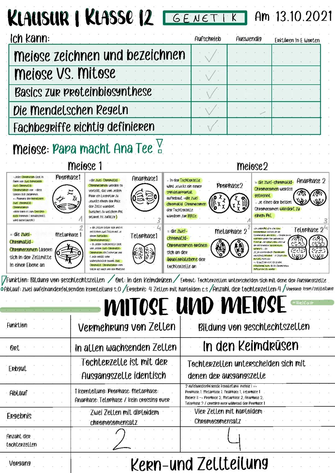 Mitose und Meiose einfach erklärt: Vergleich, Phasen und Mendelsche Regeln