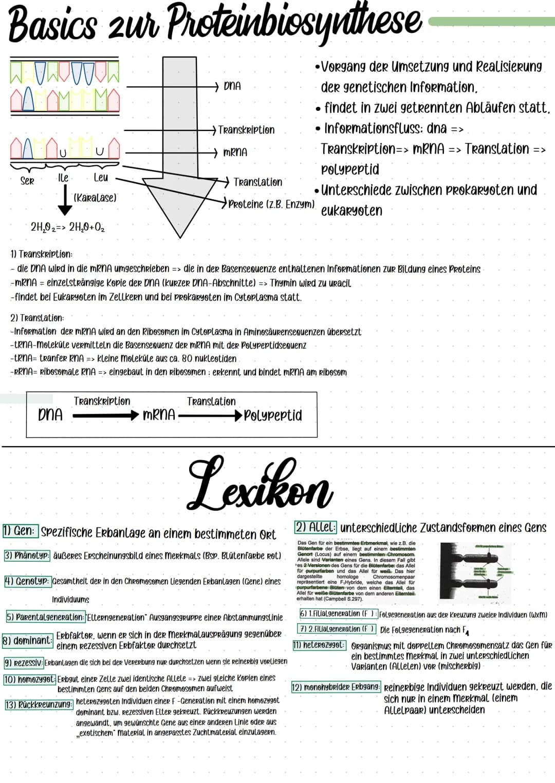 KLAUSURIKLASSe 12 GENETIK Am 13.10.2021
Ich kann:
meiose zeichnen und bezeichnen
Meiose VS. Mitose
Basics Zur Proteinbiosynthese
Die Mendels