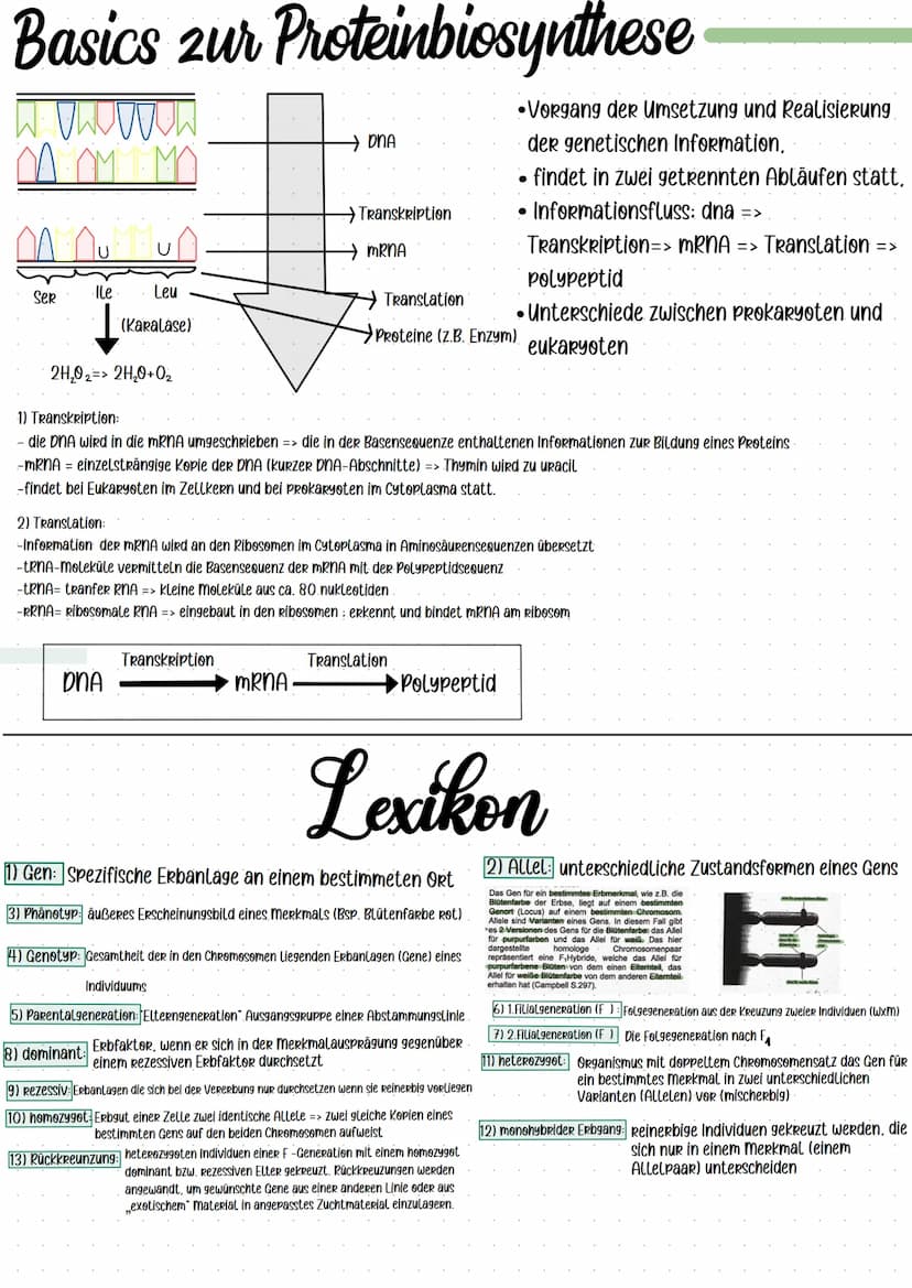 KLAUSURIKLASSe 12 GENETIK Am 13.10.2021
Ich kann:
meiose zeichnen und bezeichnen
Meiose VS. Mitose
Basics Zur Proteinbiosynthese
Die Mendels