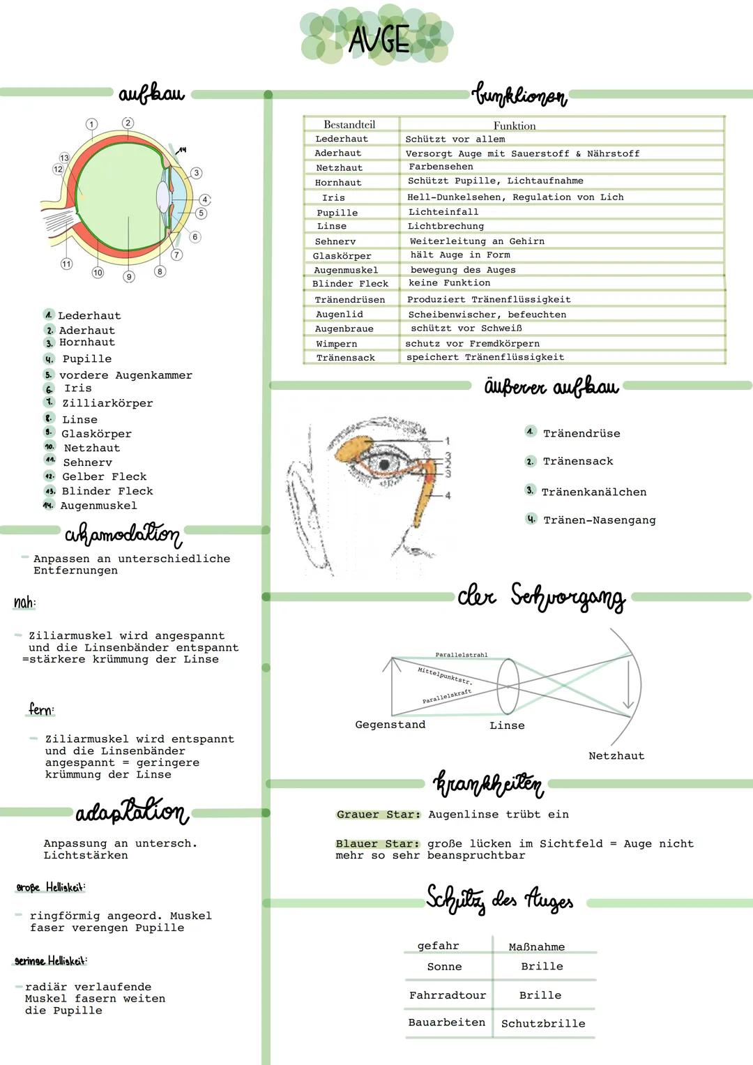 13
12
nah:
A. Lederhaut
2. Aderhaut
3. Hornhaut
aufbau
4. Pupille
5. vordere Augenkammer
6 Iris
Zilliarkörper
Linse
3. Glaskörper
10. Netzha