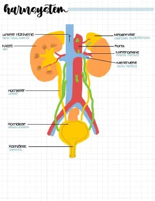 Know Ausscheidung/Harnsystem thumbnail