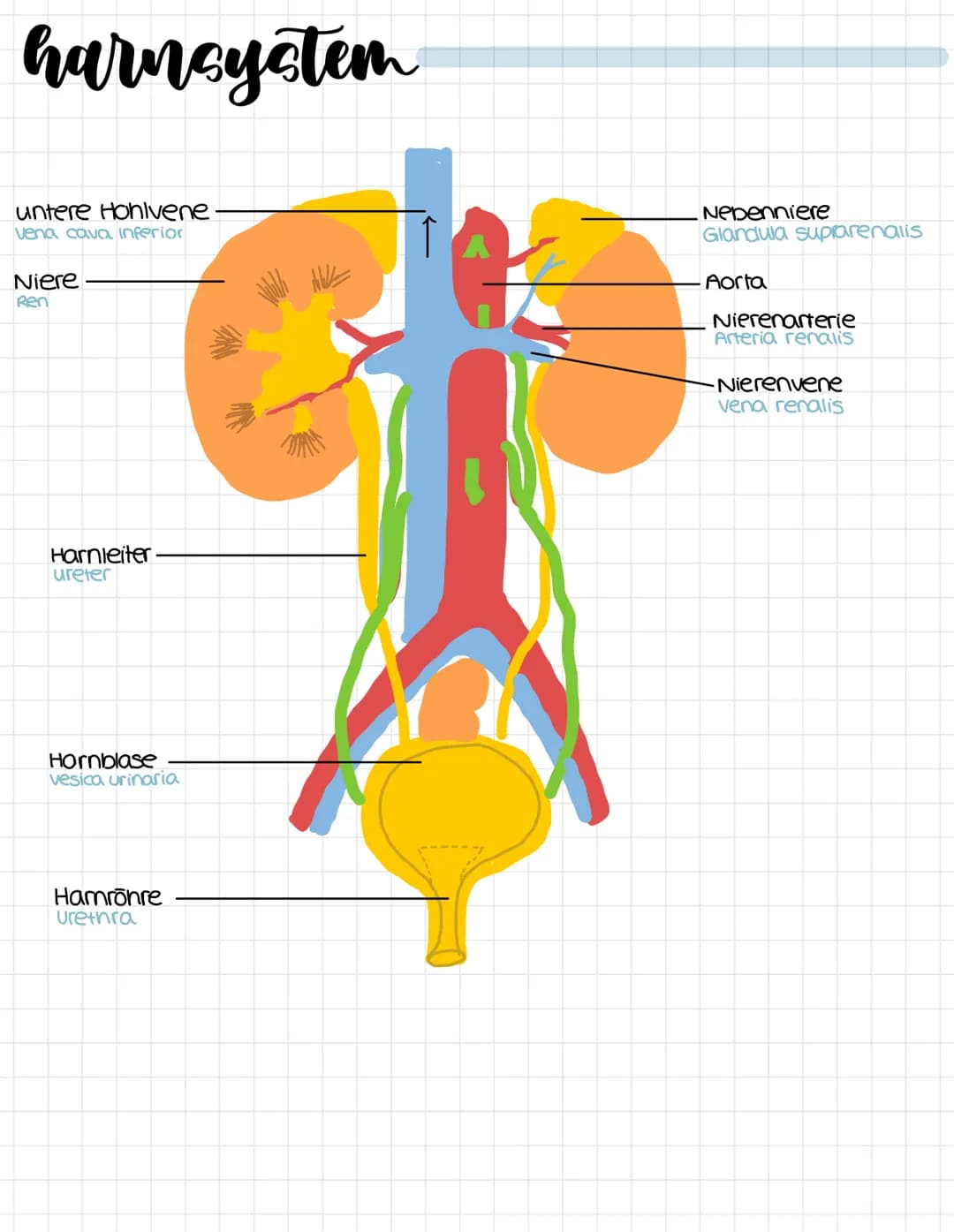 harnsystem
untere Hohlvene
vena cava inferior
Niere
Ren
Harnleiter
ureter
Hornblase
vesica urinaria
Hamrohre
Urethra
Nebenniere
Glandula sup