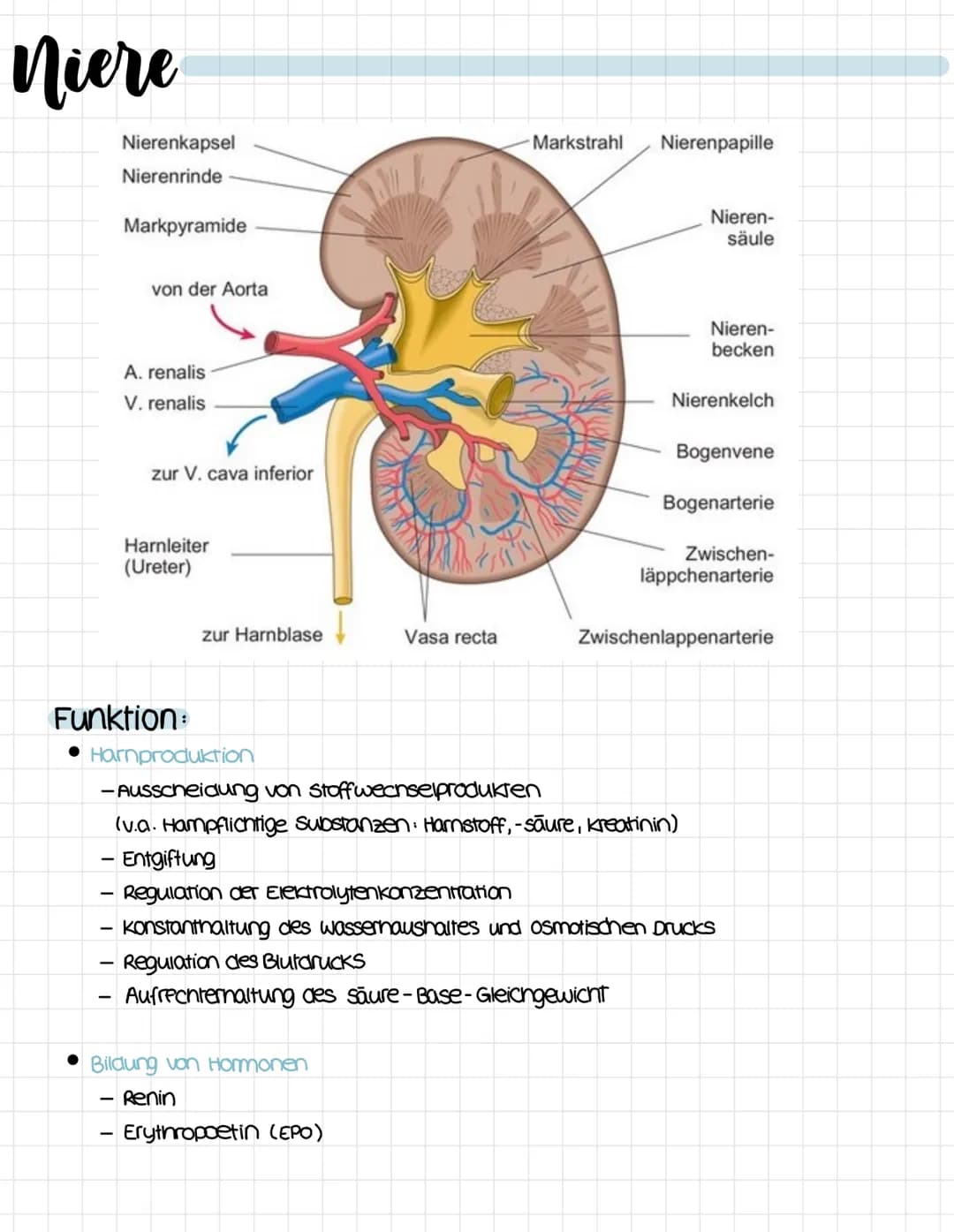 harnsystem
untere Hohlvene
vena cava inferior
Niere
Ren
Harnleiter
ureter
Hornblase
vesica urinaria
Hamrohre
Urethra
Nebenniere
Glandula sup