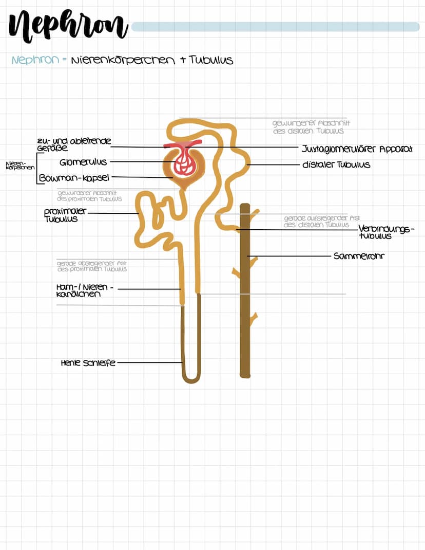 harnsystem
untere Hohlvene
vena cava inferior
Niere
Ren
Harnleiter
ureter
Hornblase
vesica urinaria
Hamrohre
Urethra
Nebenniere
Glandula sup