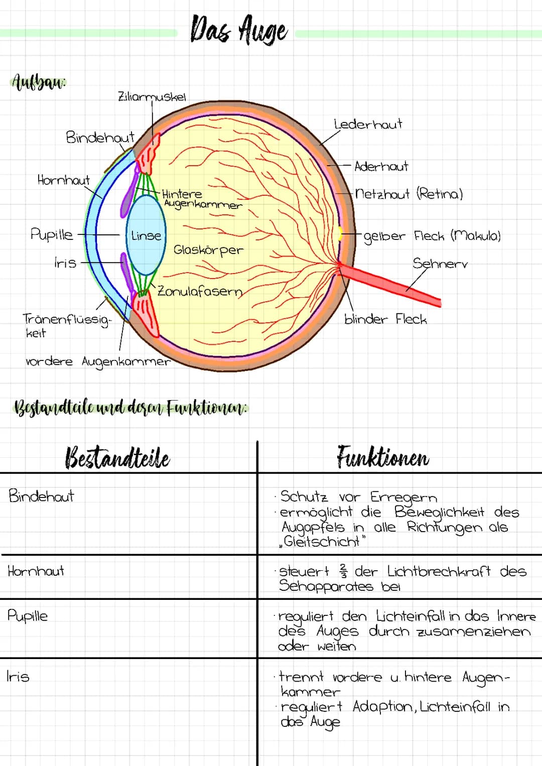 Auge