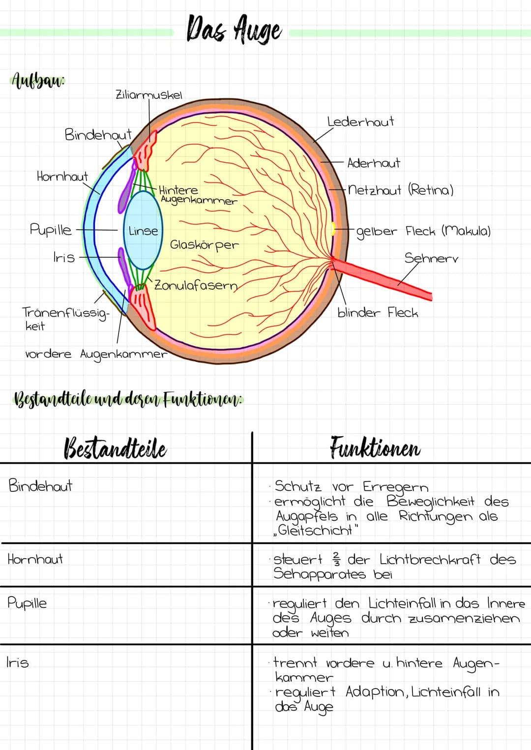 Aufbau:
Hornhaut
Pupille
Iris
Tränenflüssig-
keit
Bindehaut
Bindehaut
Hornhaut
Ziliarmuskel
Pupille
Iris
vordere Augenkammer
Hintere
Augenka