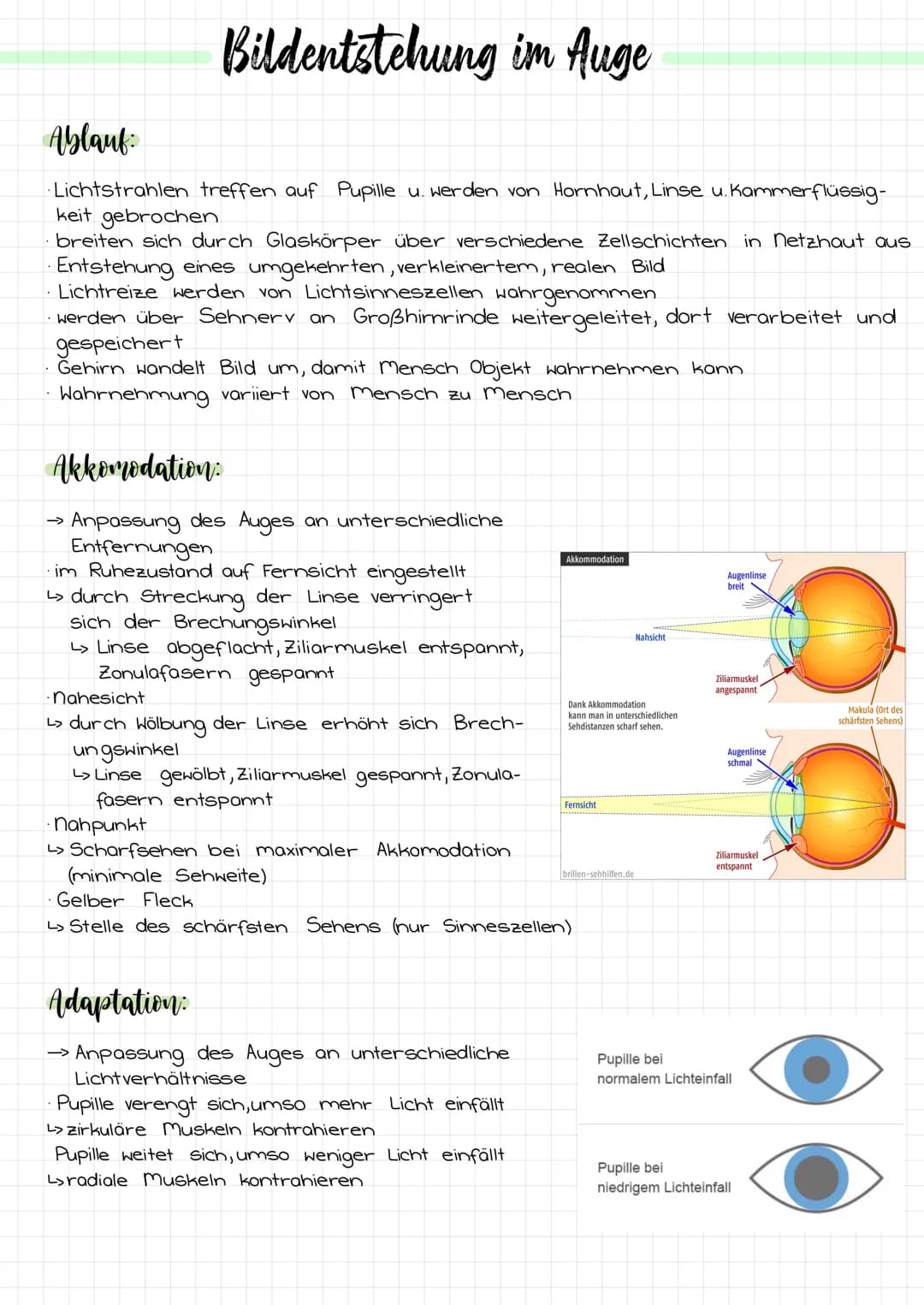 Aufbau:
Hornhaut
Pupille
Iris
Tränenflüssig-
keit
Bindehaut
Bindehaut
Hornhaut
Ziliarmuskel
Pupille
Iris
vordere Augenkammer
Hintere
Augenka