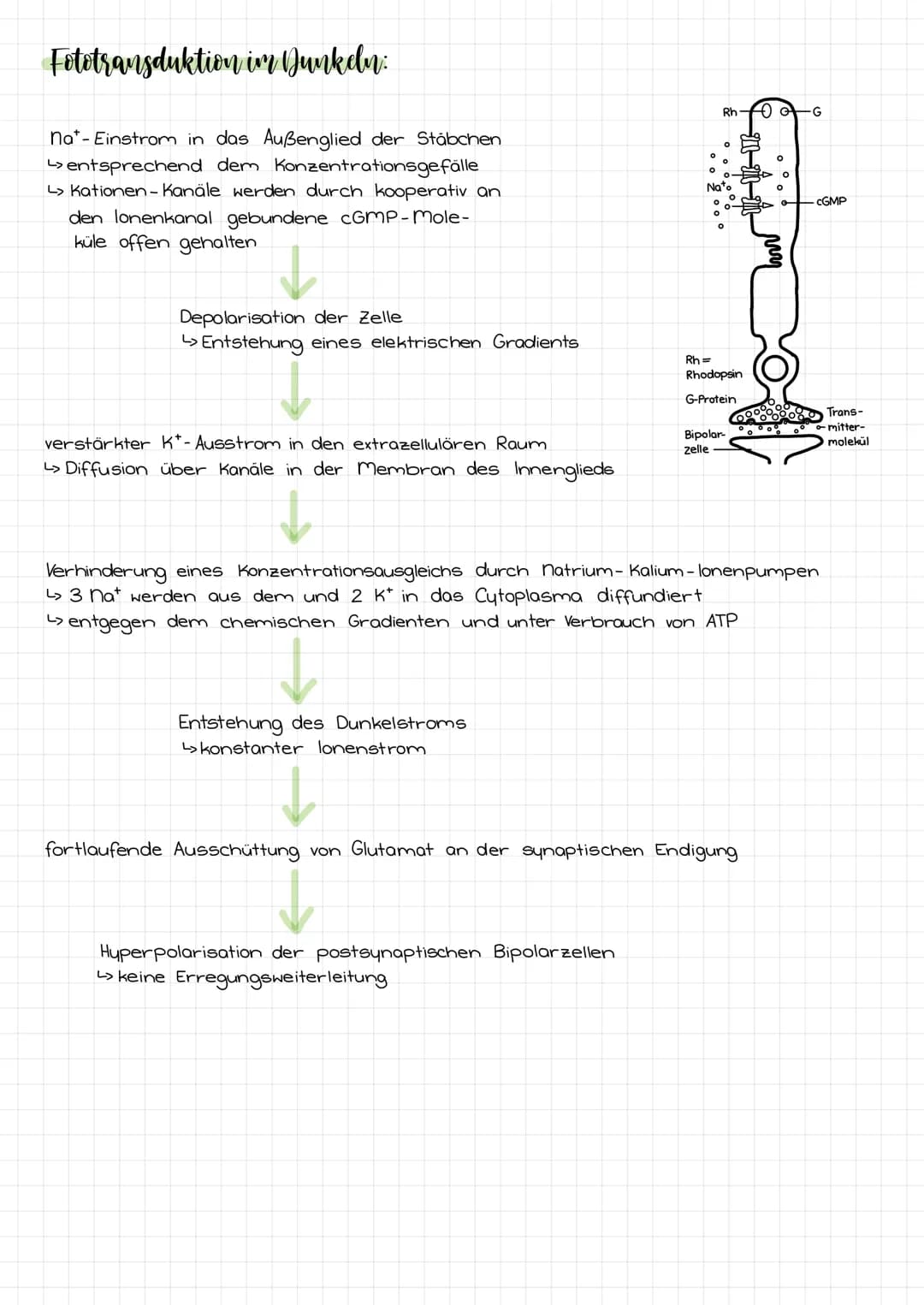 Aufbau:
Hornhaut
Pupille
Iris
Tränenflüssig-
keit
Bindehaut
Bindehaut
Hornhaut
Ziliarmuskel
Pupille
Iris
vordere Augenkammer
Hintere
Augenka